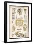 Various Diagrams Depicting the Digestive Organs-J.s. Cuthbert-Framed Art Print