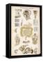 Various Diagrams Depicting the Digestive Organs-J.s. Cuthbert-Framed Stretched Canvas