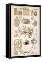 Various Diagrans of the Organs of the Senses-J.s. Cuthbert-Framed Stretched Canvas