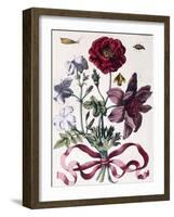 Various European Insects and Flowers-Maria Sibylla Graff Merian-Framed Giclee Print