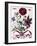 Various European Insects and Flowers-Maria Sibylla Graff Merian-Framed Giclee Print