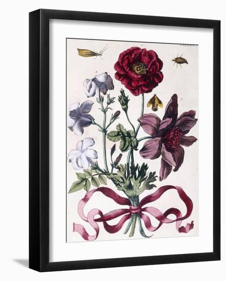 Various European Insects and Flowers-Maria Sibylla Graff Merian-Framed Giclee Print