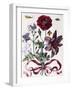 Various European Insects and Flowers-Maria Sibylla Graff Merian-Framed Giclee Print