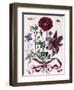 Various European Insects and Flowers-Maria Sibylla Graff Merian-Framed Giclee Print