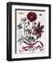 Various European Insects and Flowers-Maria Sibylla Graff Merian-Framed Giclee Print