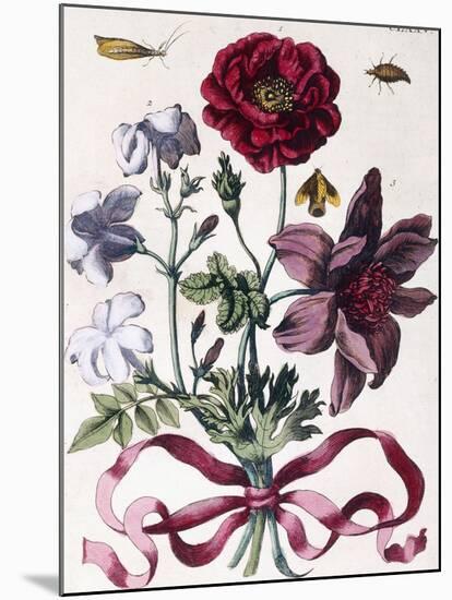 Various European Insects and Flowers-Maria Sibylla Graff Merian-Mounted Giclee Print