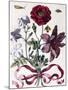 Various European Insects and Flowers-Maria Sibylla Graff Merian-Mounted Giclee Print