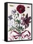 Various European Insects and Flowers-Maria Sibylla Graff Merian-Framed Stretched Canvas