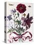 Various European Insects and Flowers-Maria Sibylla Graff Merian-Stretched Canvas