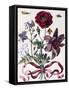 Various European Insects and Flowers-Maria Sibylla Graff Merian-Framed Stretched Canvas