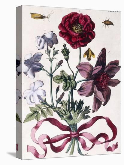 Various European Insects and Flowers-Maria Sibylla Graff Merian-Stretched Canvas