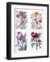 Various European Insects and Flowers-Maria Sibylla Graff Merian-Framed Giclee Print