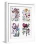 Various European Insects and Flowers-Maria Sibylla Graff Merian-Framed Giclee Print