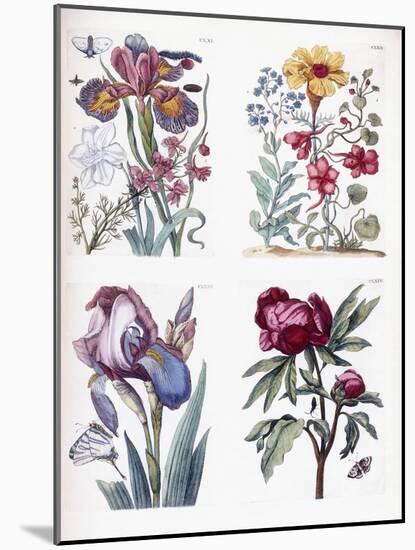 Various European Insects and Flowers-Maria Sibylla Graff Merian-Mounted Giclee Print