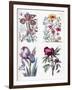 Various European Insects and Flowers-Maria Sibylla Graff Merian-Framed Giclee Print