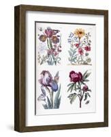 Various European Insects and Flowers-Maria Sibylla Graff Merian-Framed Giclee Print