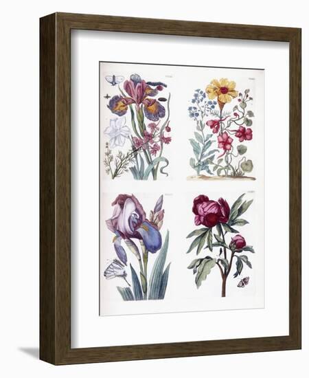 Various European Insects and Flowers-Maria Sibylla Graff Merian-Framed Giclee Print