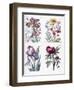 Various European Insects and Flowers-Maria Sibylla Graff Merian-Framed Giclee Print