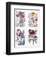 Various European Insects and Flowers-Maria Sibylla Graff Merian-Framed Giclee Print