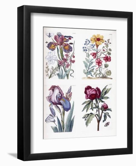 Various European Insects and Flowers-Maria Sibylla Graff Merian-Framed Giclee Print