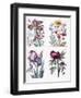 Various European Insects and Flowers-Maria Sibylla Graff Merian-Framed Giclee Print