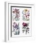 Various European Insects and Flowers-Maria Sibylla Graff Merian-Framed Giclee Print