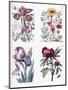 Various European Insects and Flowers-Maria Sibylla Graff Merian-Mounted Giclee Print