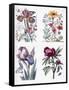 Various European Insects and Flowers-Maria Sibylla Graff Merian-Framed Stretched Canvas