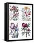 Various European Insects and Flowers-Maria Sibylla Graff Merian-Framed Stretched Canvas