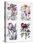 Various European Insects and Flowers-Maria Sibylla Graff Merian-Stretched Canvas