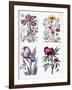 Various European Insects and Flowers-Maria Sibylla Graff Merian-Framed Giclee Print