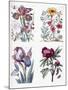 Various European Insects and Flowers-Maria Sibylla Graff Merian-Mounted Giclee Print