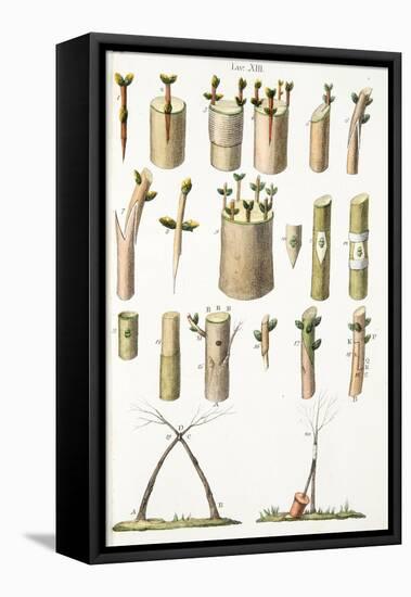 Various Examples of Grafting Fruit Trees, Plate Xiv, from L'antotrofia Ossia La Coltivazione De'fio-Italian School-Framed Stretched Canvas