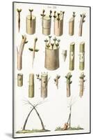 Various Examples of Grafting Fruit Trees, Plate Xiv, from L'antotrofia Ossia La Coltivazione De'fio-Italian School-Mounted Giclee Print