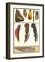 Various Feathers-null-Framed Art Print