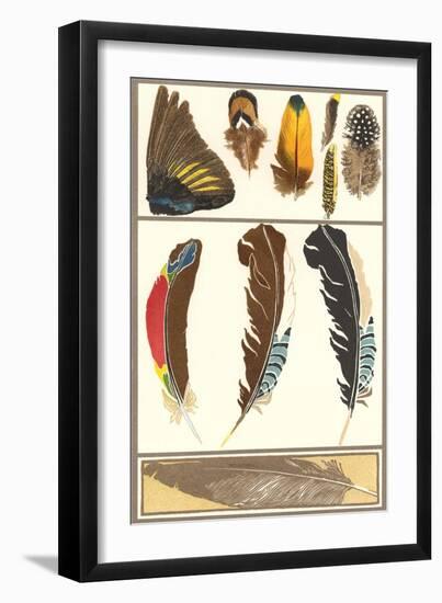 Various Feathers-null-Framed Art Print