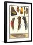 Various Feathers-null-Framed Art Print