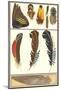 Various Feathers-null-Mounted Art Print