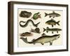 Various Fish and Reptiles-null-Framed Art Print