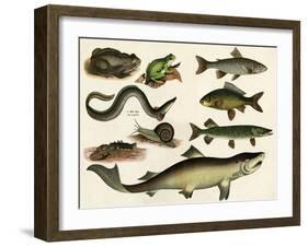 Various Fish and Reptiles-null-Framed Art Print