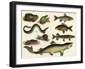 Various Fish and Reptiles-null-Framed Art Print