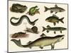 Various Fish and Reptiles-null-Mounted Art Print