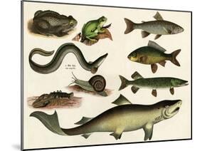 Various Fish and Reptiles-null-Mounted Art Print