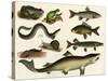 Various Fish and Reptiles-null-Stretched Canvas