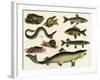 Various Fish and Reptiles-null-Framed Art Print