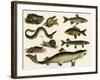 Various Fish and Reptiles-null-Framed Art Print