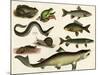 Various Fish and Reptiles-null-Mounted Art Print