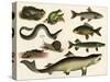 Various Fish and Reptiles-null-Stretched Canvas