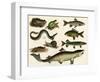 Various Fish and Reptiles-null-Framed Art Print