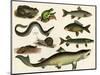 Various Fish and Reptiles-null-Mounted Art Print